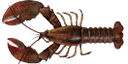 Illustration of an American lobster