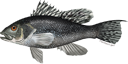 Illustration of a Black sea bass