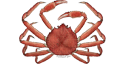 Illustration of a Snow Crab