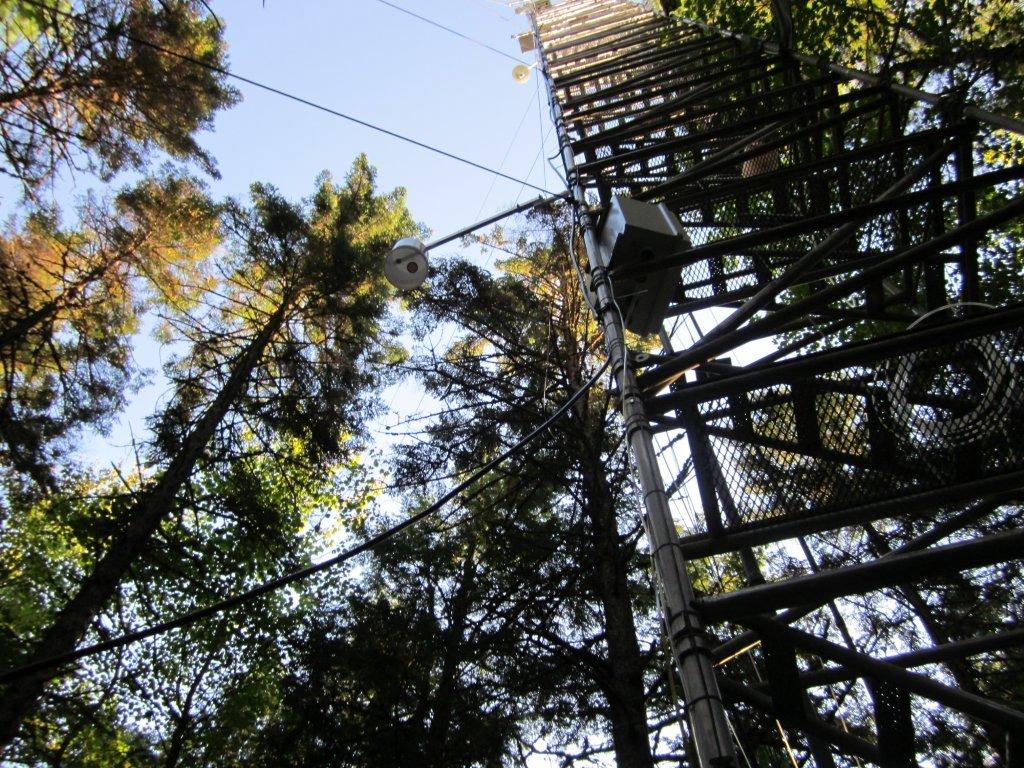Photo of the site tower looking up through the canopy