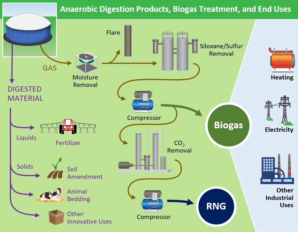 Diagram shows products from anaerobic digestion (AD) of livestock waste and treatment components for AD gas to be used as a renewable resource. Biogas is used for heating, electricity and other industrial uses, or can be converted to renewable natural gas
