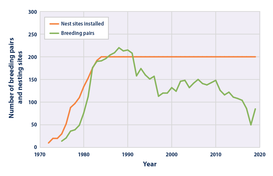 Line graph showing number of breeding pairs of black guillemot and number of nest sites installed in Cooper Island, Alaska, from 1972 to 2019.