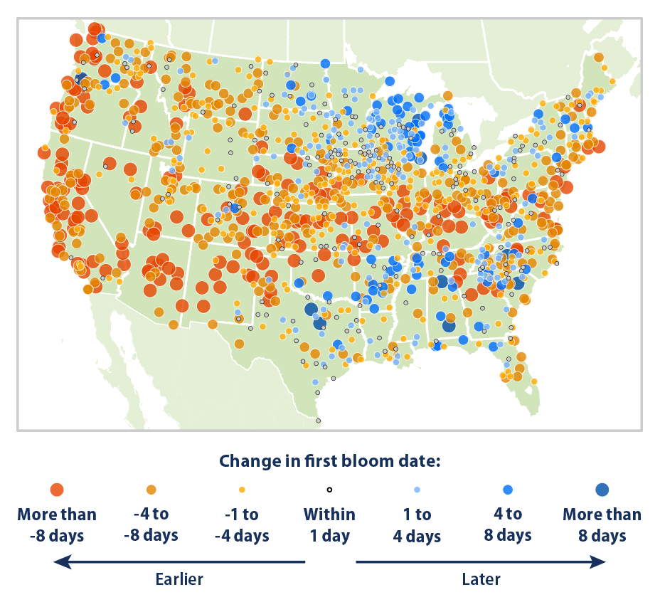 Map showing the change in first bloom dates at weather stations across the contiguous 48 states. This map compares the average first bloom date during two 10-year periods: 1951-1960 and 2011-2020.