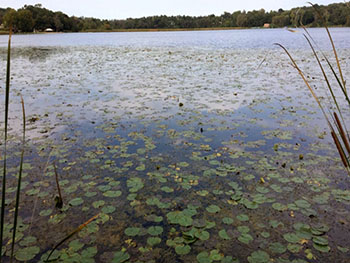Lake with lilypads