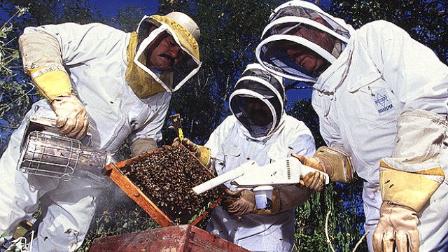 Government scientists collect bees to study effects of mites them