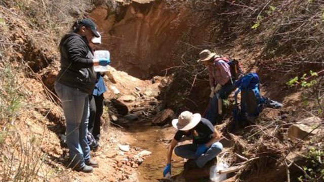 Four workers stand on banks of a creek, one taking water sample.