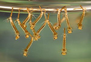 Mosquito larvae shop