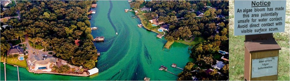 Blue-green algae: toxic levels found in South Jersey pond - WHYY