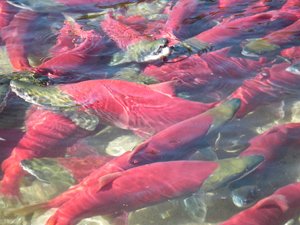 Sockeye salmon get their famously bright red color only after they return to freshwater to spawn.