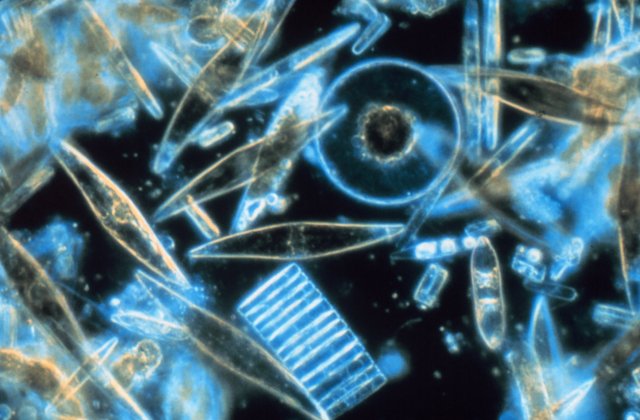 Assortment of diatoms under a microscope