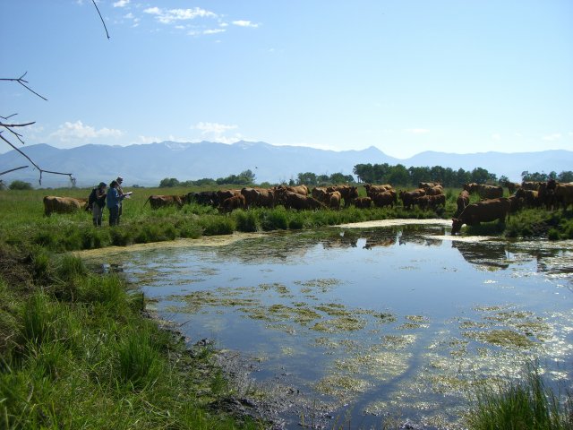 Cattle drinking from a wetland