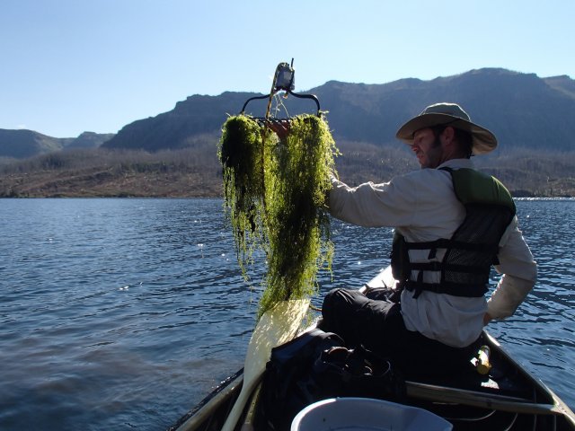 Crew member on a boat in a lake with rake full of macrophytes.