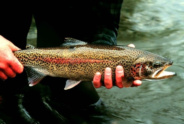 Person holding a rainbow trout