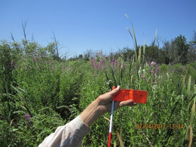 Purple Loosestrife in a wetland and an arm holding a stake flag.