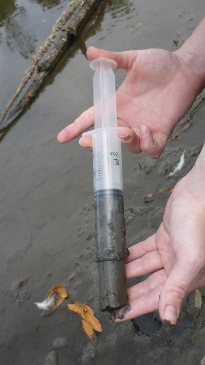Hand holding a sediment core collected with a small sampling syringe