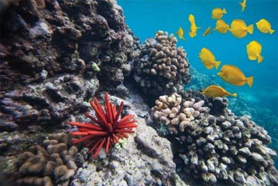 About Adaptation Design for Coral Reef Restoration