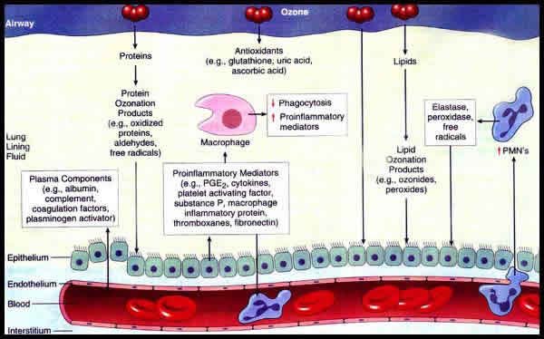 Potential of ozonated-air (OA) application to reduce the weight