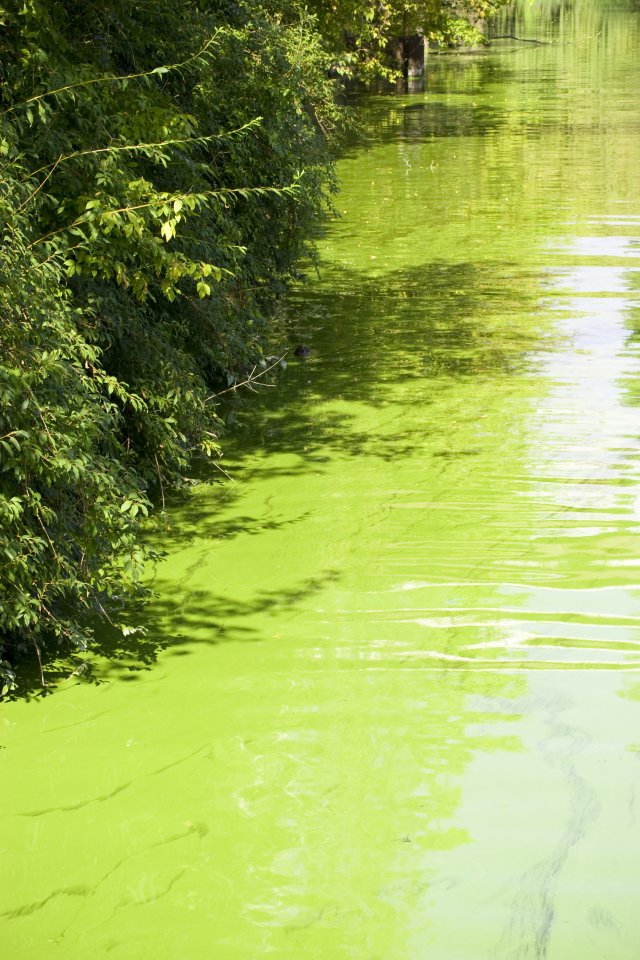 Water temperature found to not impact blue-green algae blooms