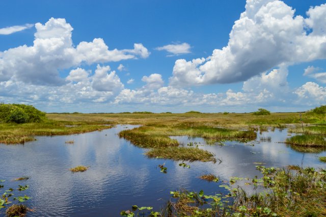 marsh wetland