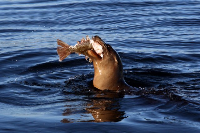 open ocean food web