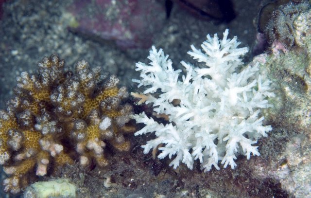 Coral Reefs: The Impacts of Coral Bleaching