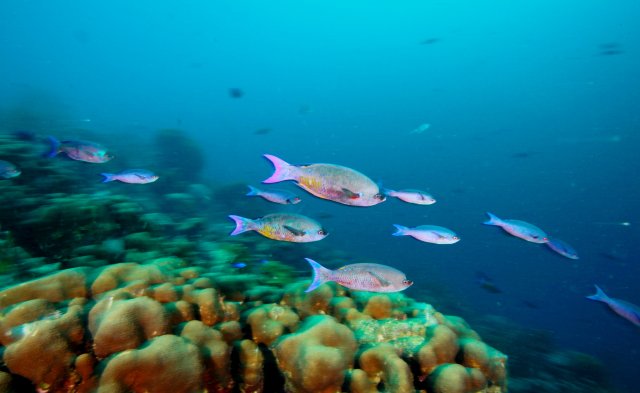 Reef Response  Coral Impacts