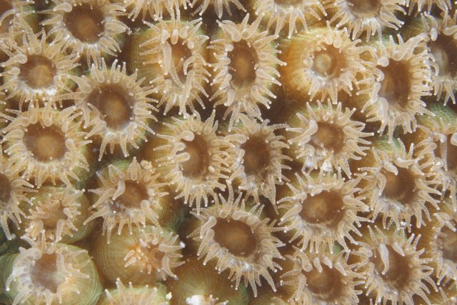 Learn to Spot Six Types of Branching Coral - Ocean Gardener