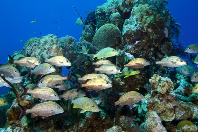 How Coral Bleaching Events Affect Ecological Diversity - Pacific