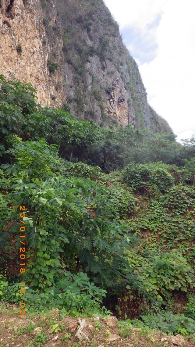 Cliff and jungle vegetation.