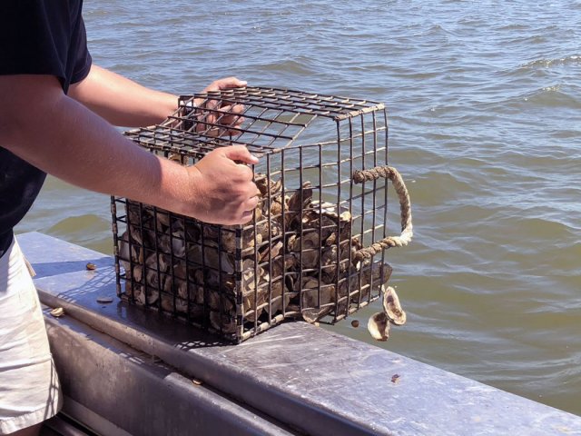 MGM Resorts’ Las Vegas properties, including Bellagio, collect oyster shells from restaurants to send to Maryland to help restore oyster beds in the Chesapeake Bay.