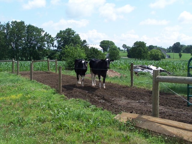 Cattle with fencing