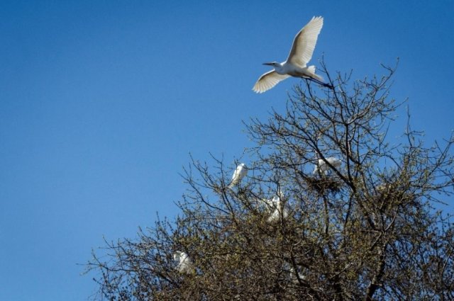 Photo of Great Egrets nesting at the Strawberry Island Colonial Waterbird Rookery. Credit: Ecology &amp; Environment Inc.