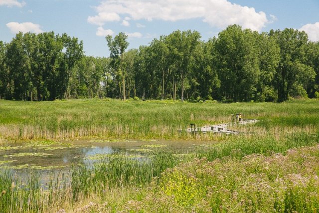 Photo of Healthy habitat at Pointe Rosa Marsh in the Lake St. Clair Metroparks filters pollutants from the water and provides essential habitat for rare and threatened bird and reptile species.  