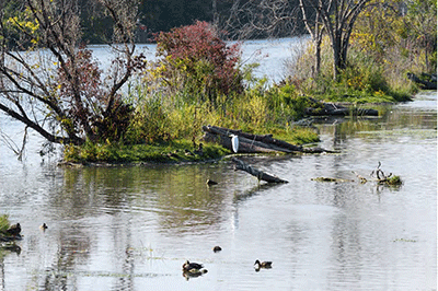 New habitat area created in Clinton River Spillway, showing the presence of wildlife such as egrets and ducks.