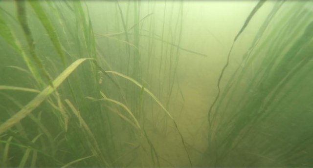 A bed of Wild Celery (Vallisneria americana) observed during a verification dive conducted by the EPA Mid-Atlantic Region’s Scientific Dive Unit.