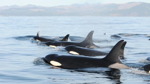 Hopeful signs for declining population of gray whales along West