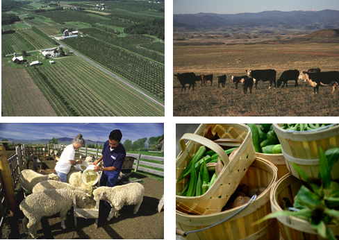 Home Page - Division of Agriculture and Natural Resources