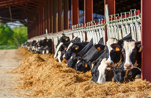 Cows Eating Hay