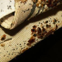 bedbugs droppings