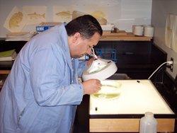 Photo of biologist examing bioassay samples.