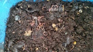 Red Wiggler Composting Worms – Inch by Inch AZ Worm Castings