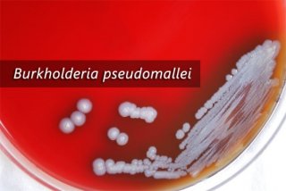 Burkholderia pseudomallei in a petri dish