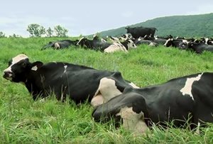 Freund Farm cows