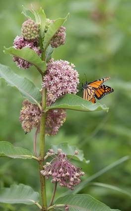 Butterfly Mold - Monarch