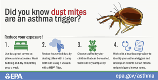 Thumbnail of dust mites infographic