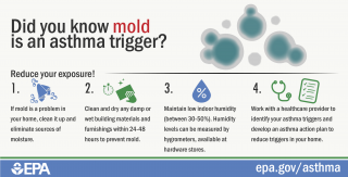 Thumbnail of mold infographic