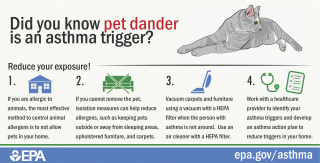 Thumbnail of pets infographic