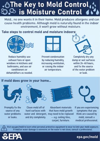 image of the mold infographic