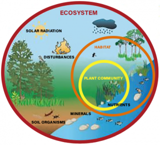 diagram of background ecosystems 