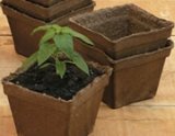 Plant growing in a CowPot